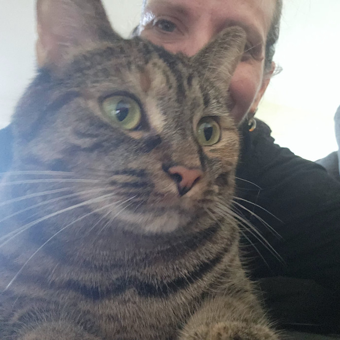5-Star Shelter-Volunteer Cat Sitter