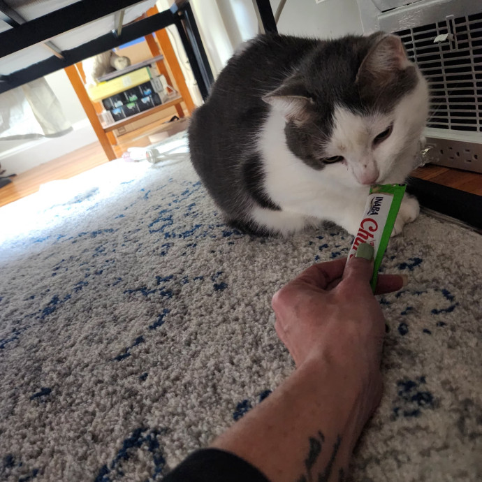 5-Star Shelter-Volunteer Cat Sitter