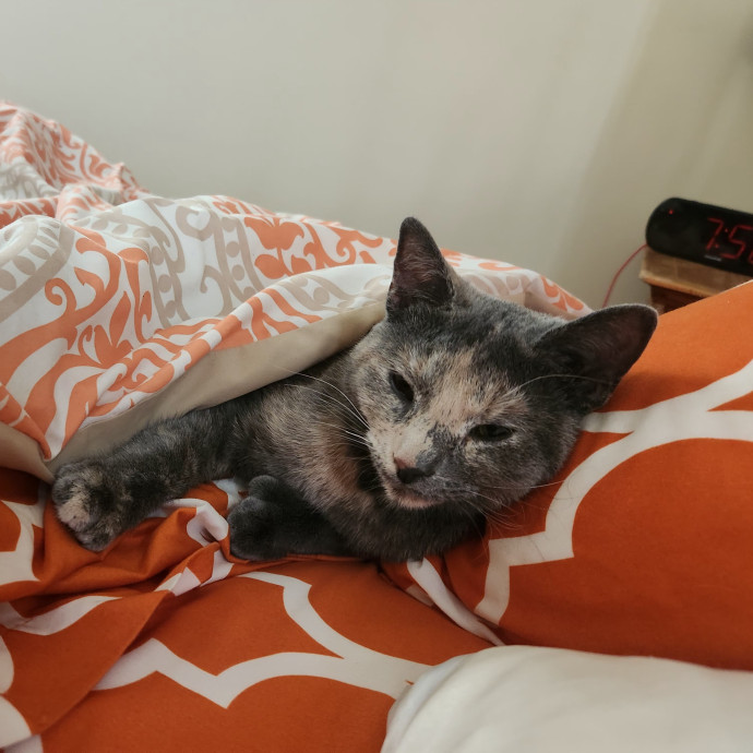 5-Star Shelter-Volunteer Cat Sitter