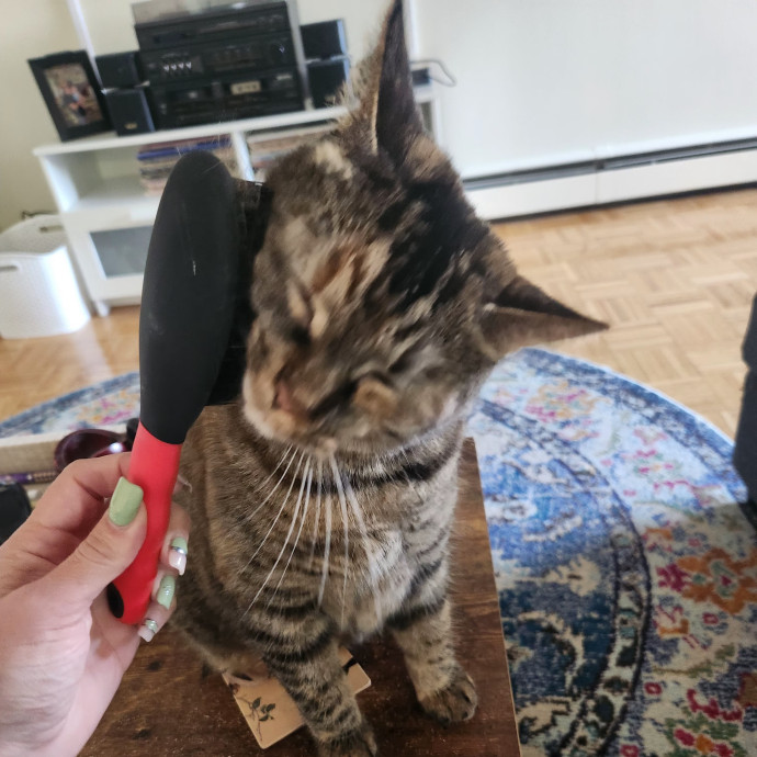 5-Star Shelter-Volunteer Cat Sitter