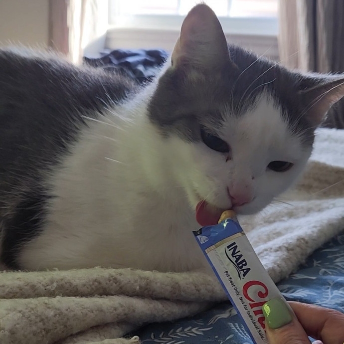 5-Star Shelter-Volunteer Cat Sitter