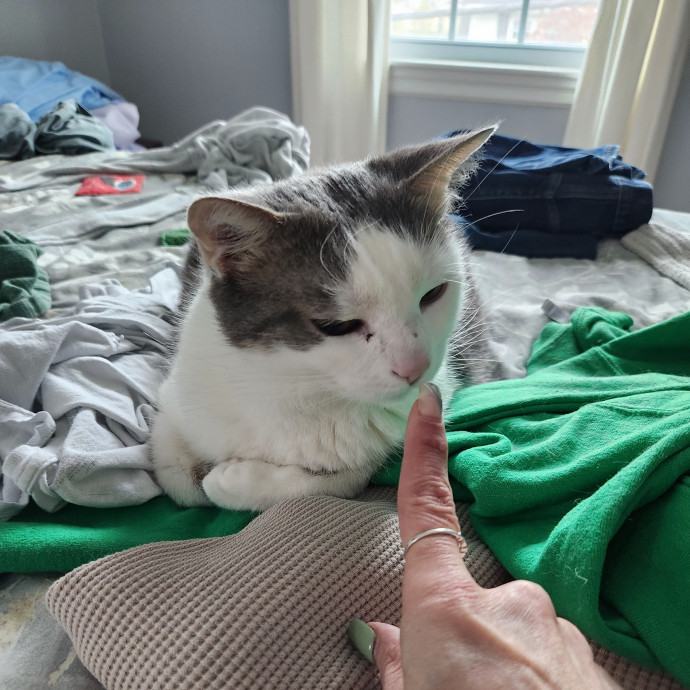 5-Star Shelter-Volunteer Cat Sitter