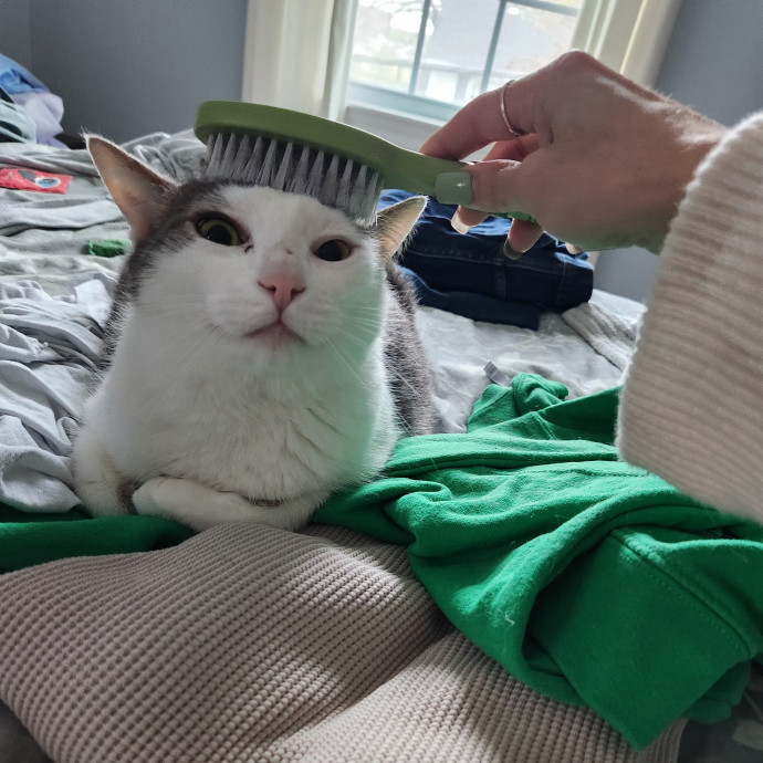 5-Star Shelter-Volunteer Cat Sitter