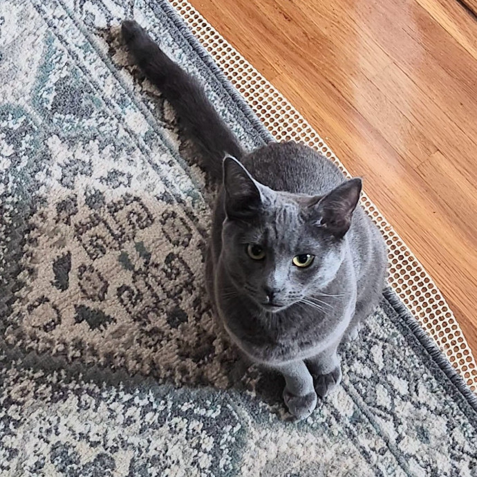5-Star Shelter-Volunteer Cat Sitter