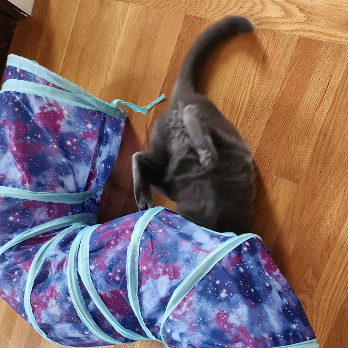 5-Star Shelter-Volunteer Cat Sitter