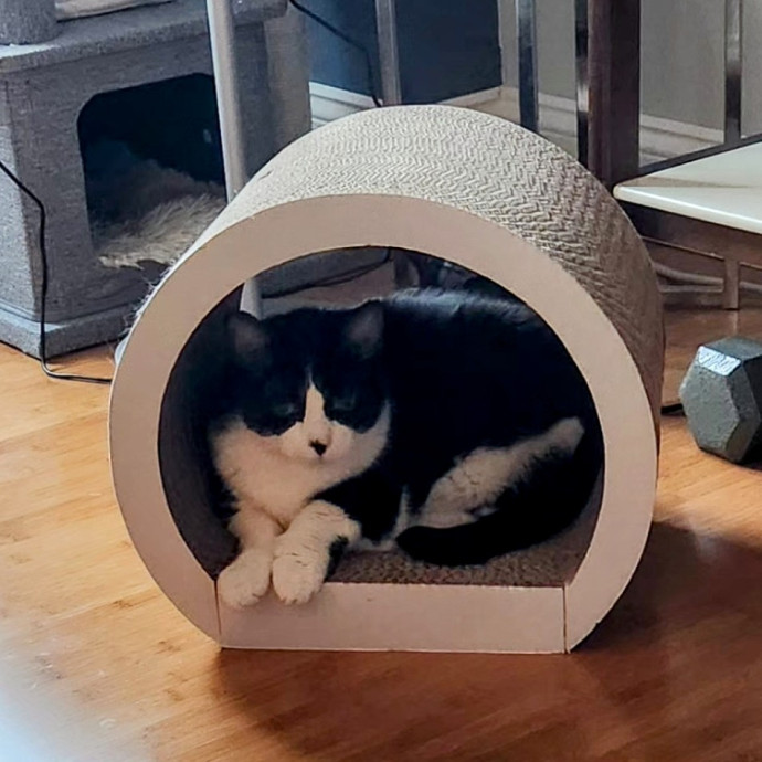 5-Star Shelter-Volunteer Cat Sitter
