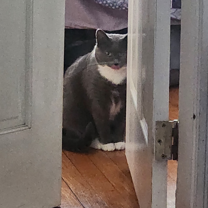 5-Star Shelter-Volunteer Cat Sitter