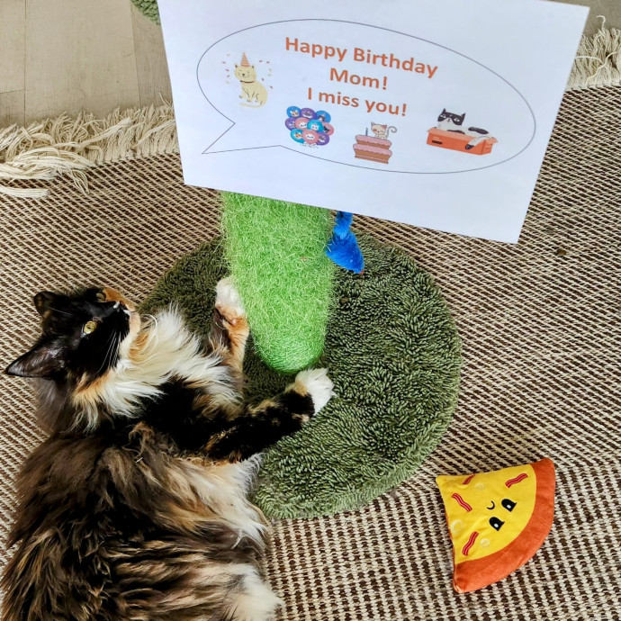 5-Star Shelter-Volunteer Cat Sitter
