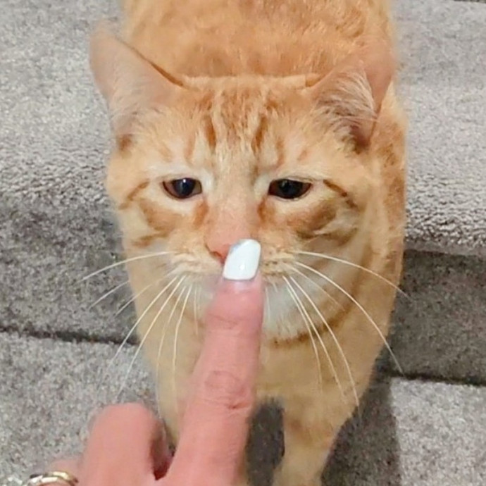 5-Star Shelter-Volunteer Cat Sitter
