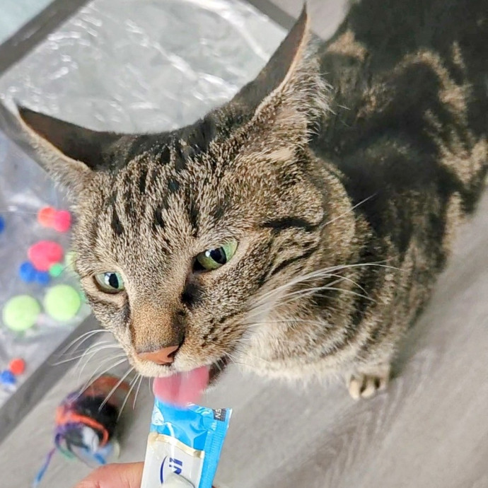 5-Star Shelter-Volunteer Cat Sitter