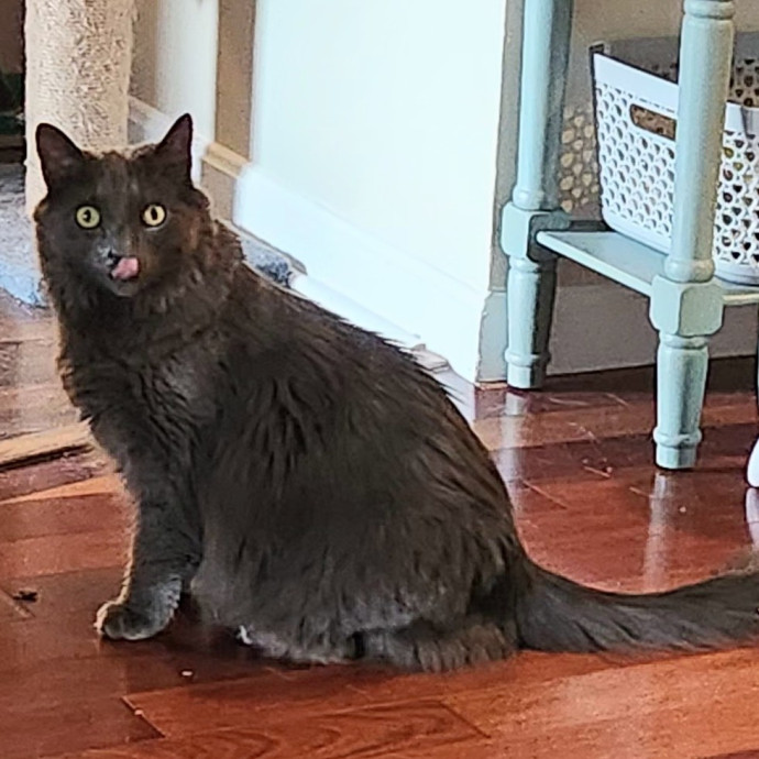 5-Star Shelter-Volunteer Cat Sitter