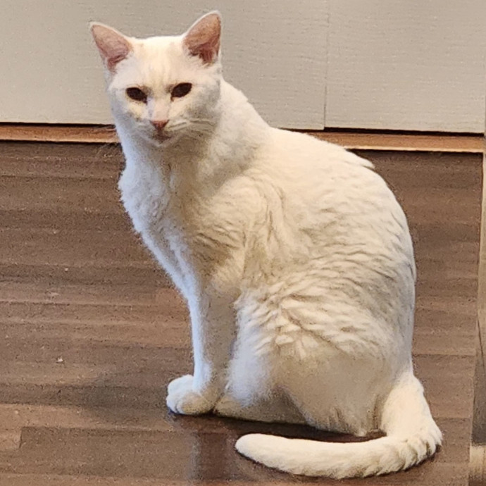 5-Star Shelter-Volunteer Cat Sitter