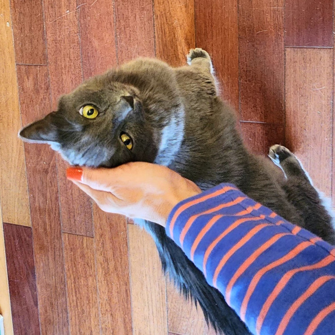 5-Star Shelter-Volunteer Cat Sitter