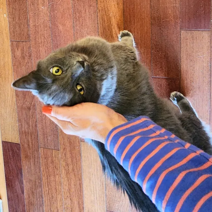 5-Star Shelter-Volunteer Cat Sitter