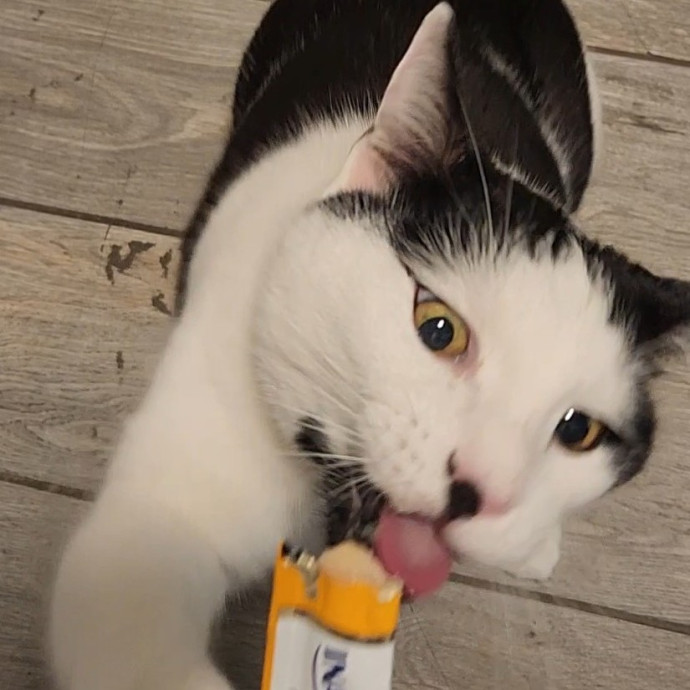 5-Star Shelter-Volunteer Cat Sitter