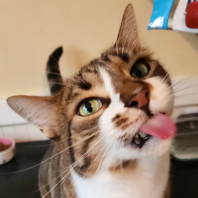 5-Star Shelter-Volunteer Cat Sitter