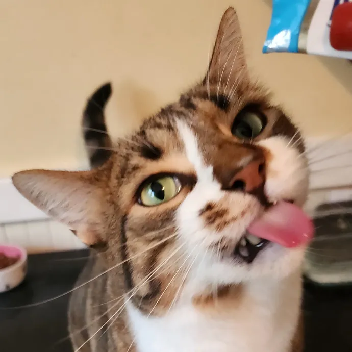 5-Star Shelter-Volunteer Cat Sitter