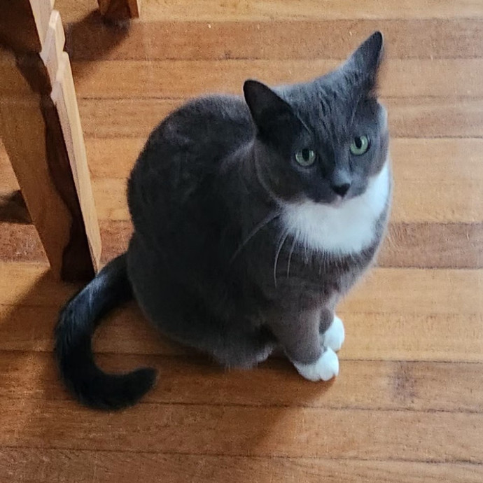 5-Star Shelter-Volunteer Cat Sitter