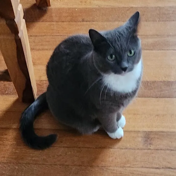 5-Star Shelter-Volunteer Cat Sitter