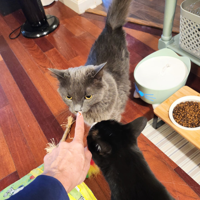 5-Star Shelter-Volunteer Cat Sitter