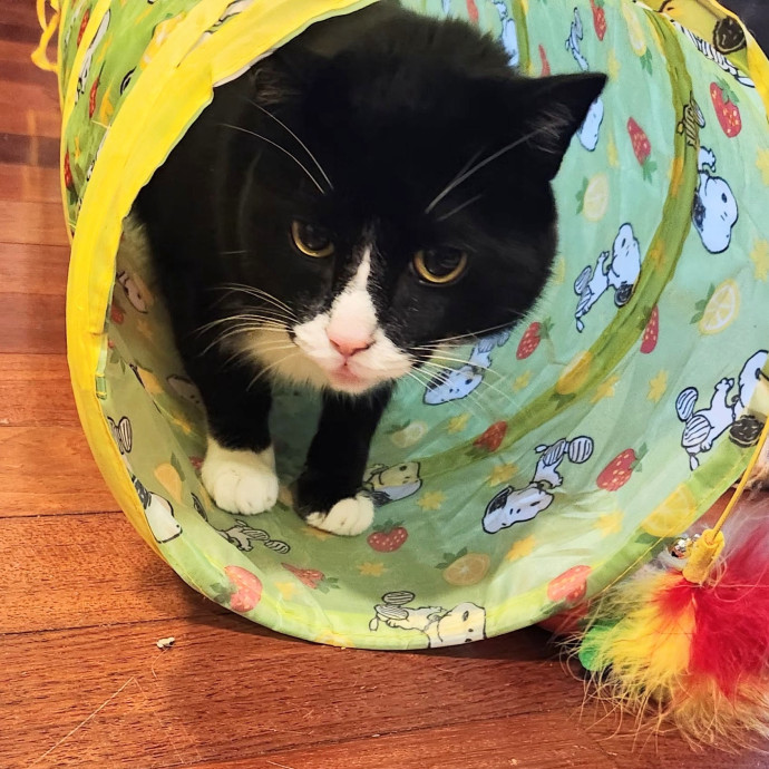 5-Star Shelter-Volunteer Cat Sitter