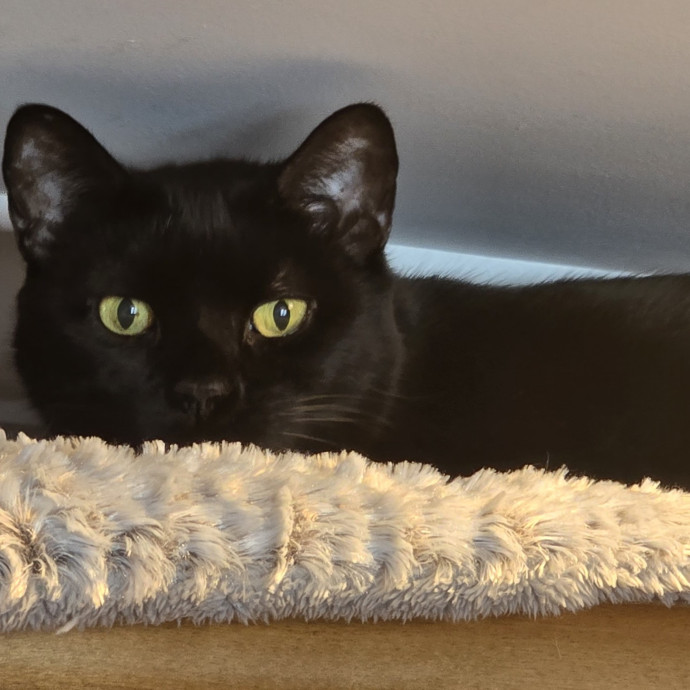 5-Star Shelter-Volunteer Cat Sitter
