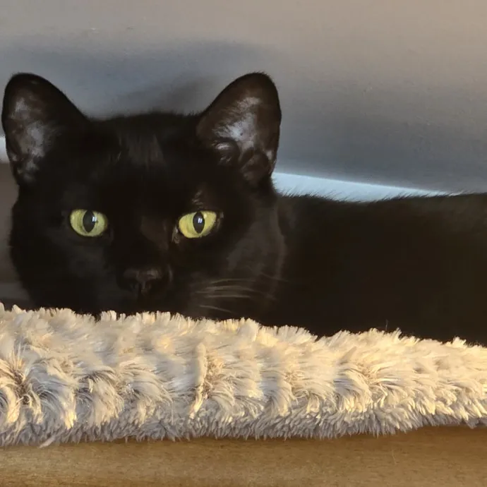 5-Star Shelter-Volunteer Cat Sitter