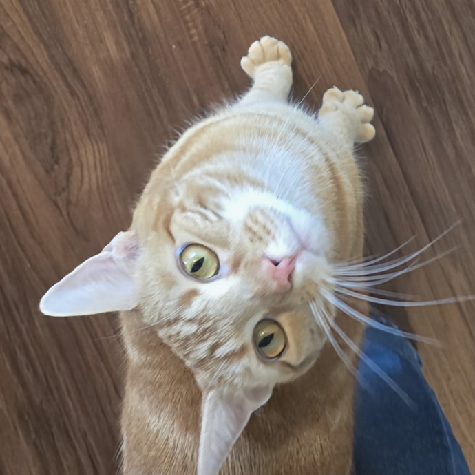 5-Star Shelter-Volunteer Cat Sitter