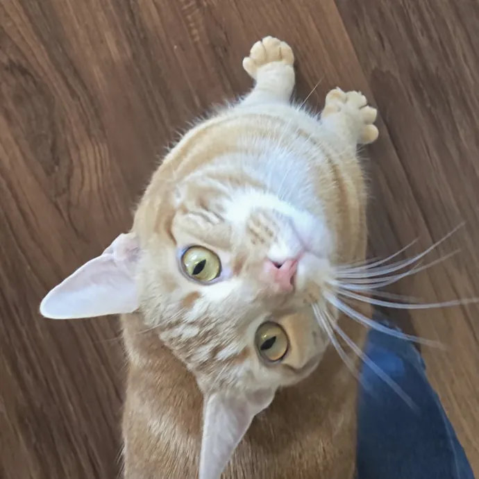 5-Star Shelter-Volunteer Cat Sitter