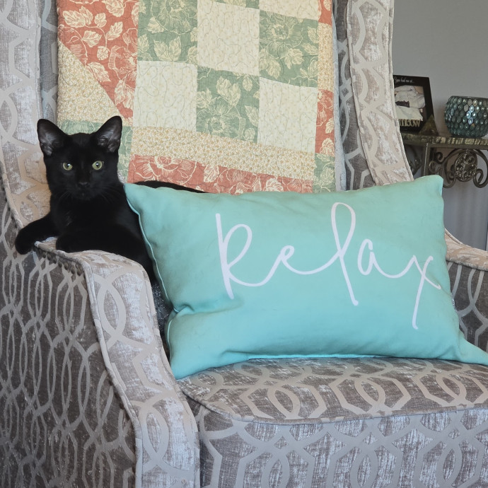5-Star Shelter-Volunteer Cat Sitter