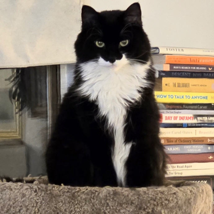 5-Star Shelter-Volunteer Cat Sitter