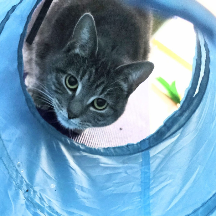5-Star Shelter-Volunteer Cat Sitter