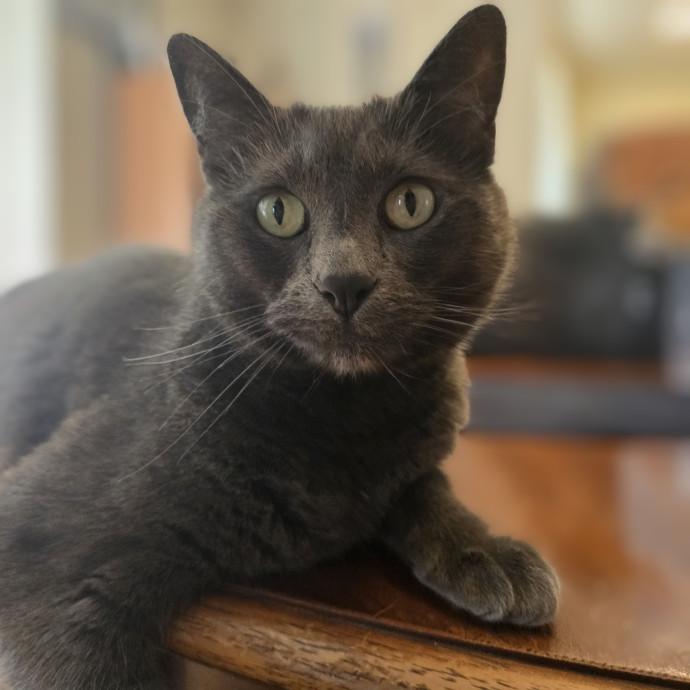 5-Star Shelter-Volunteer Cat Sitter