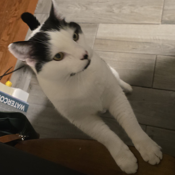 5-Star Shelter-Volunteer Cat Sitter