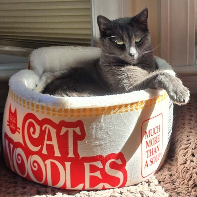 5-Star Shelter-Volunteer Cat Sitter