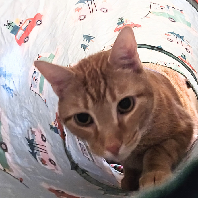 5-Star Shelter-Volunteer Cat Sitter