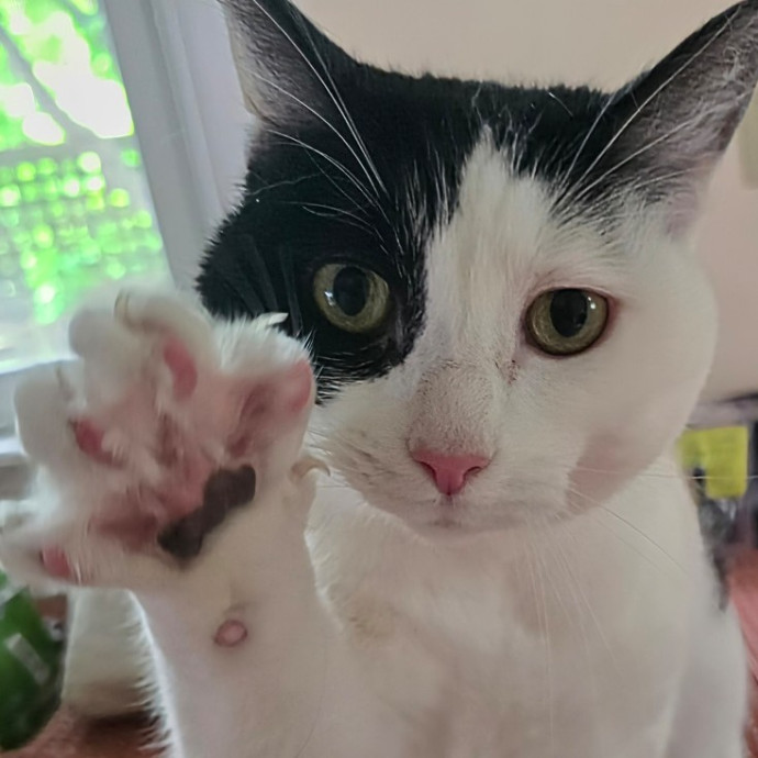 5-Star Shelter-Volunteer Cat Sitter