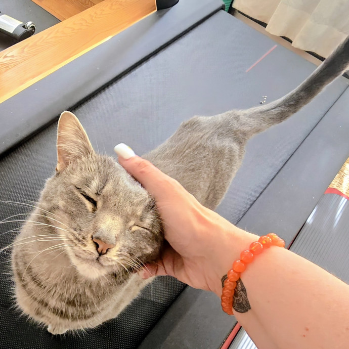 5-Star Shelter-Volunteer Cat Sitter