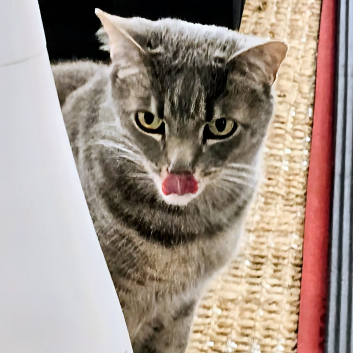 5-Star Shelter-Volunteer Cat Sitter