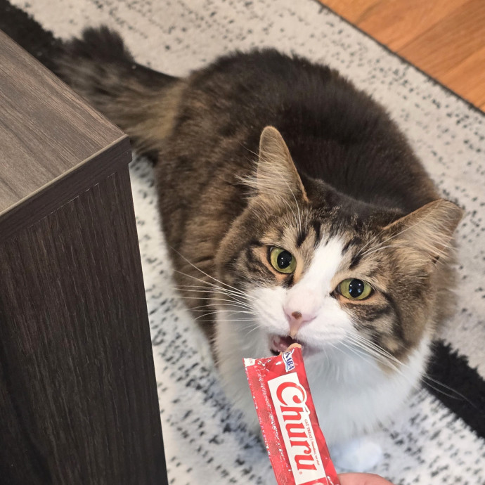 5-Star Shelter-Volunteer Cat Sitter
