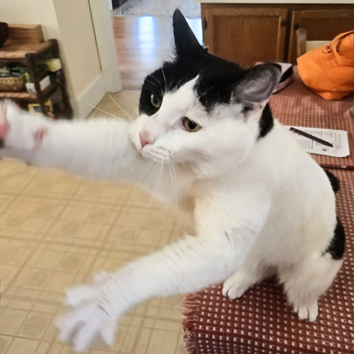 5-Star Shelter-Volunteer Cat Sitter