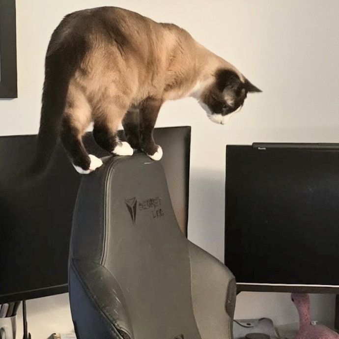 5-Star Shelter-Volunteer Cat Sitter
