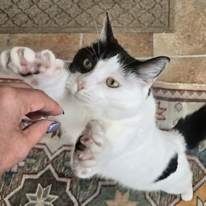 5-Star Shelter-Volunteer Cat Sitter