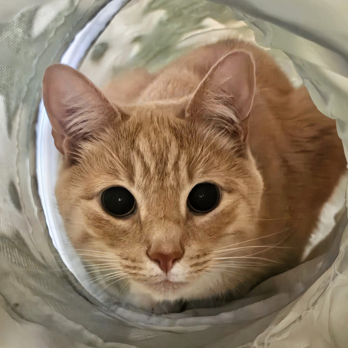 5-Star Shelter-Volunteer Cat Sitter