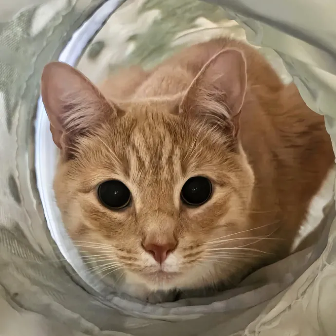 5-Star Shelter-Volunteer Cat Sitter