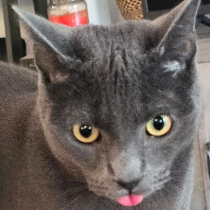 5-Star Shelter-Volunteer Cat Sitter