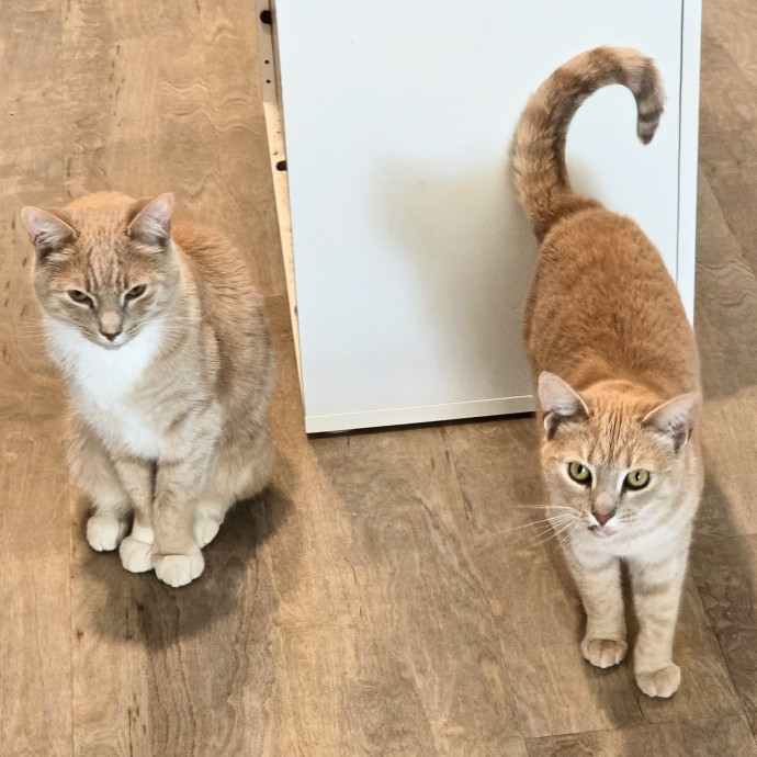 5-Star Shelter-Volunteer Cat Sitter