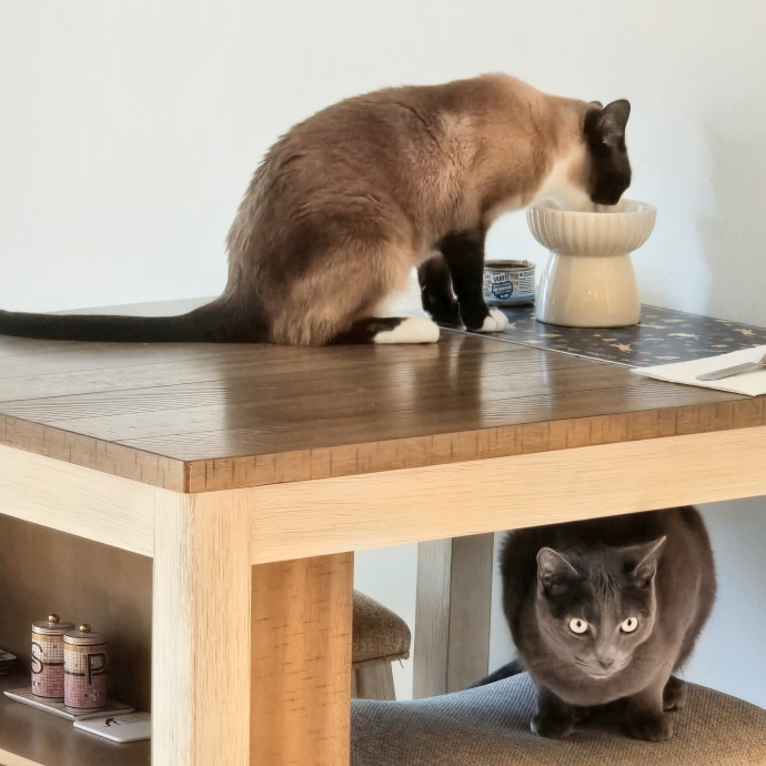 5-Star Shelter-Volunteer Cat Sitter photo 3
