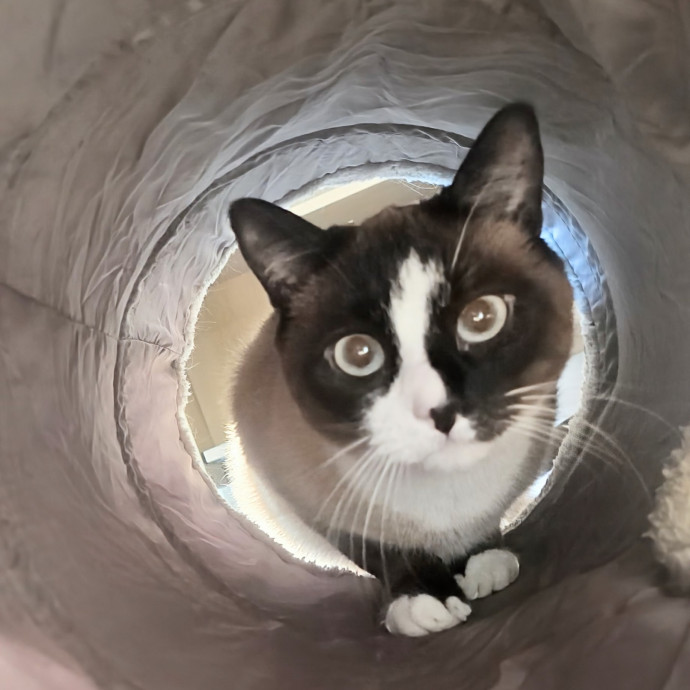 5-Star Shelter-Volunteer Cat Sitter photo 2