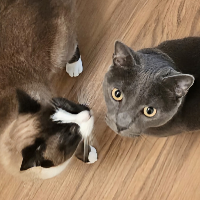 5-Star Shelter-Volunteer Cat Sitter photo 3